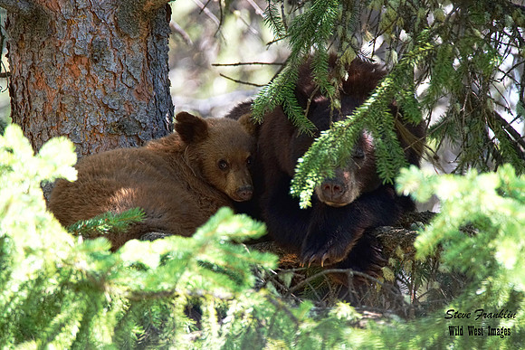 Black Bears tree 3 det + WWI