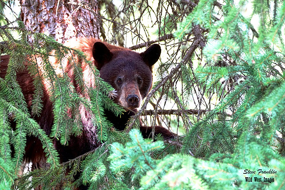 Black Bear in tree 1 det WWI
