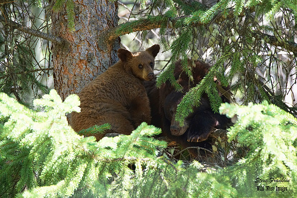 Black Bears tree 9 det WWI