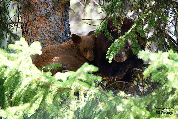 Black Bears tree 3 det WWI