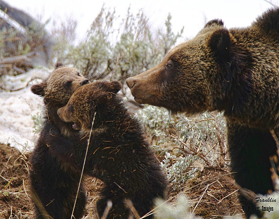 Felecia n cubs 1 det WWI