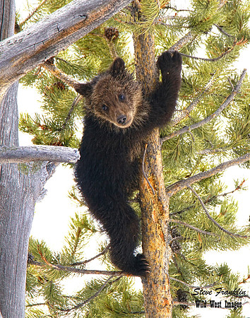 Cub tree 1 det WWI