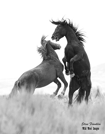 Mustangs fight 82 det WWI BW