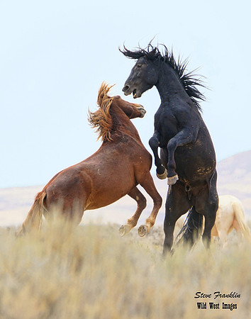 Mustangs fight 82 det WWI