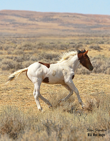 Mustang foal 28 det WWI