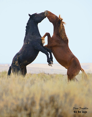Mustangs fight 80A det WWI