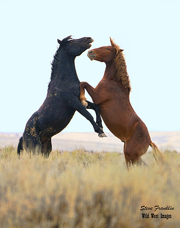 Mustangs fight 81 det WWI