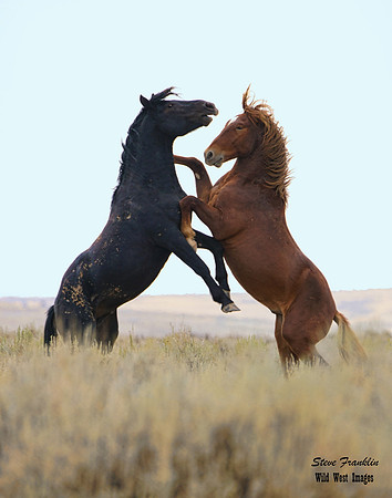 Mustangs fight 86 det WWI