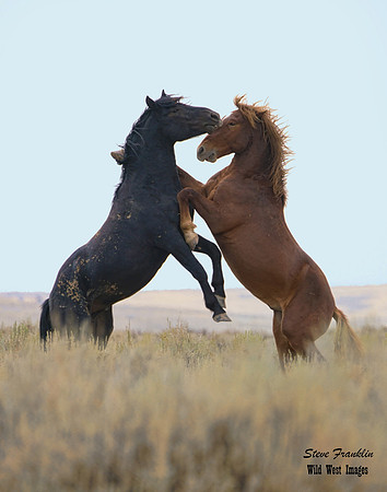 Mustangs fight det 87 WWI