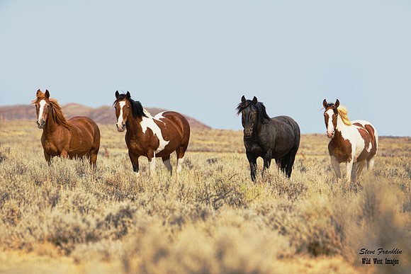 Mustang foursome det WWI