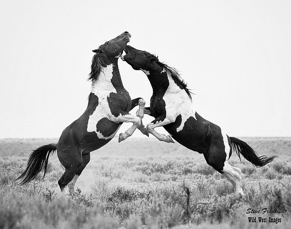 Mustang fight 1 det WWI BW