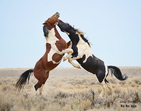 Mustang fight 2 det WWI