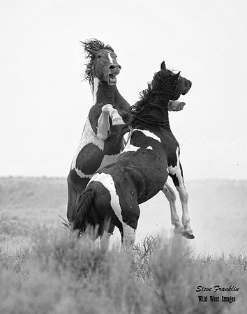 Mustang fight 4 det WWI BW