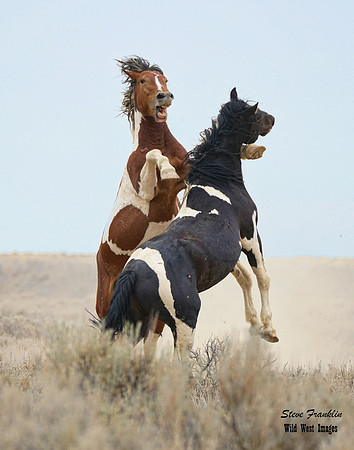 Mustang fight 4 det WWI