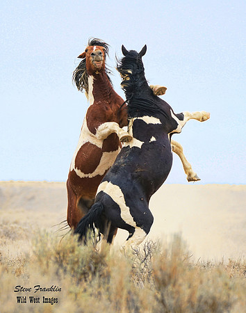 Mustang fight 7A det WWI