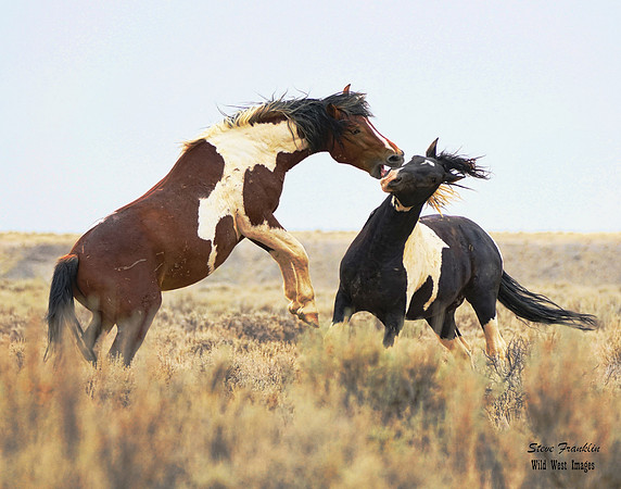Mustang fight 9 det WWI