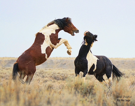 Mustang fight 11 det WWI