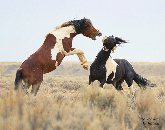 Mustang fight 10 det WWI