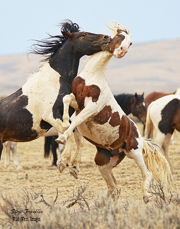 Mustang fight 12 det WWI