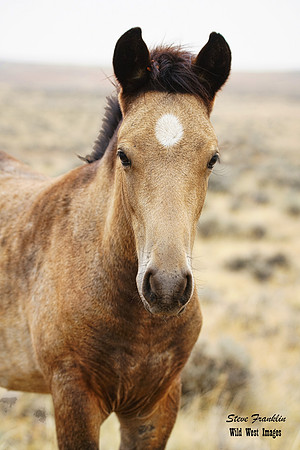 Mustang foal 1 det WWI