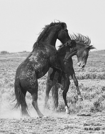 Mustang Fight 34 det WWI BW
