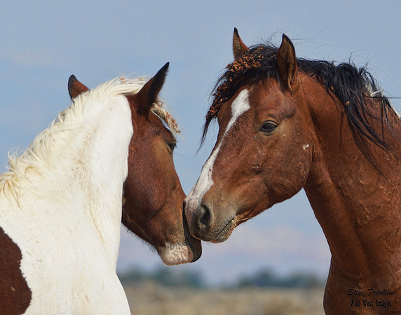 Mustang Love 1 det WWI