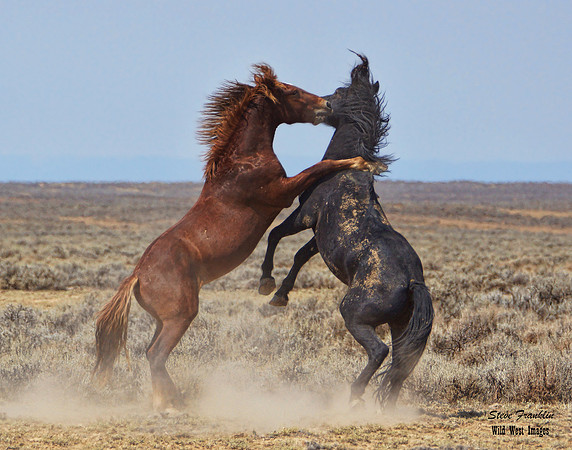 Mustang fight 30 det WWI