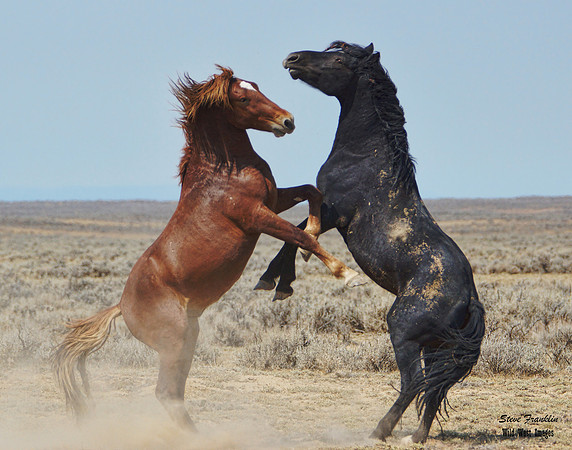 Mustang fight 31 det WWI