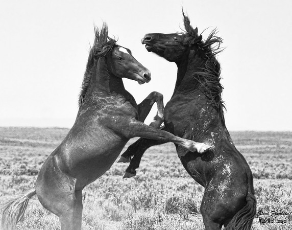 Mustang Fight 32 det WWI BW