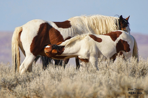 Mustang Nursing 30 det WWI