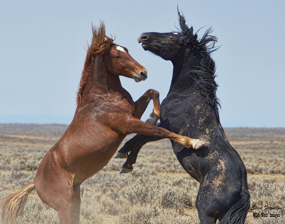 Mustang Fight 32 det WWI