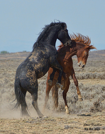 Mustang Fight 34 det WWI