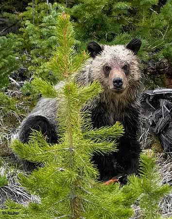 Felicia Cub 3 det +