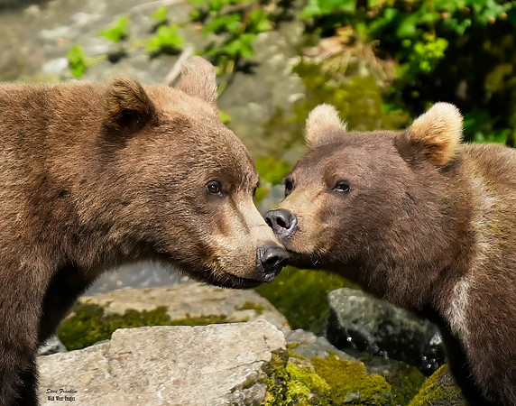 Bears wolverine creek 46 det WWI