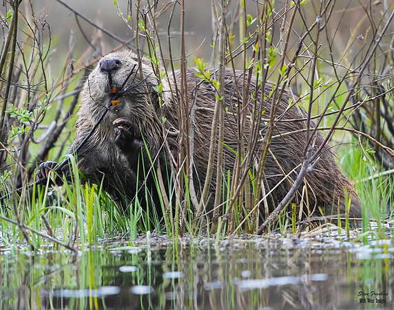 Beaver chewing 1 det WWI