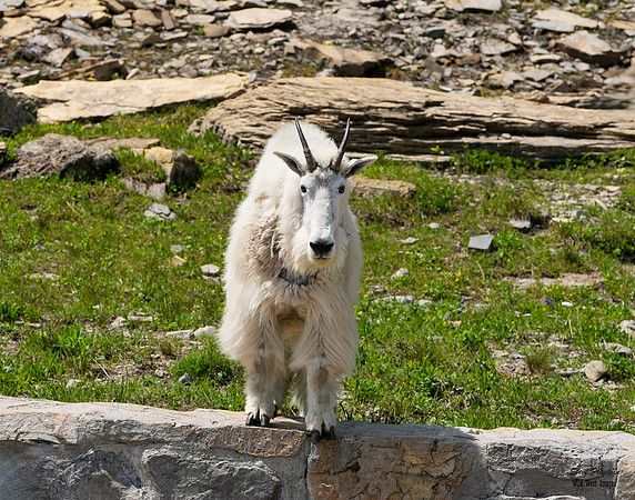 Goats came close 1 det WWI