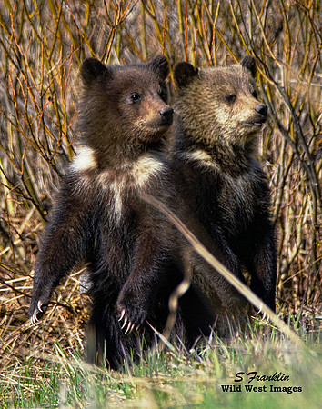 Grizz cubs 12