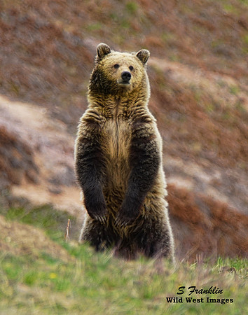 Snow standing - Yellowstone N.P.