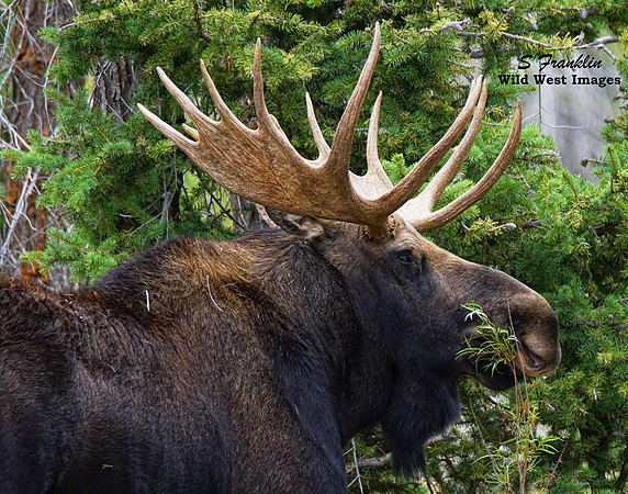 Moose 11