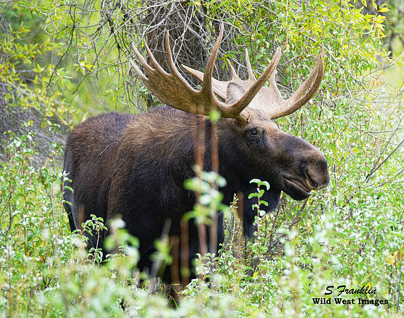 Moose 9