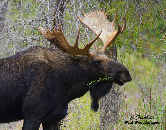 Moose 12