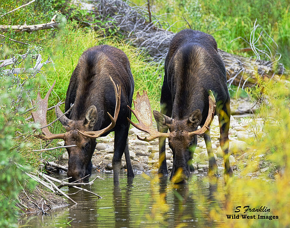 Moose 14