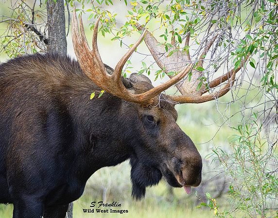 Moose 8