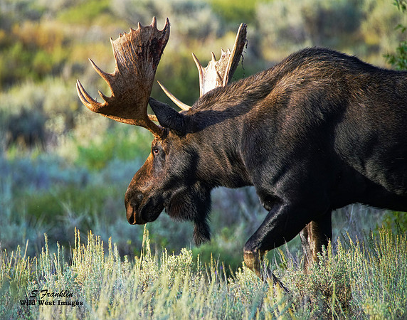 Moose 10