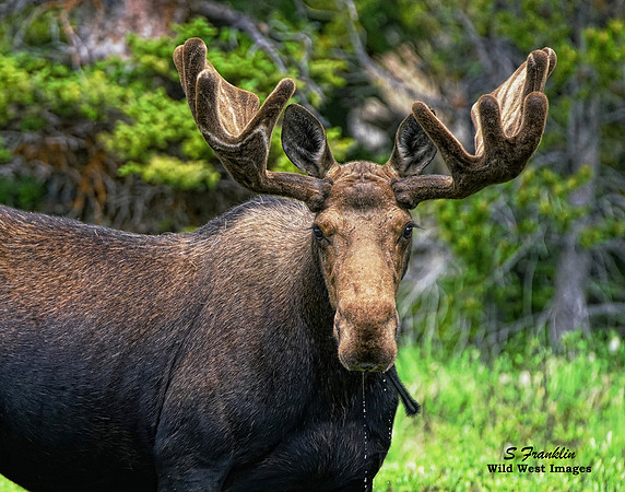 Moose 7