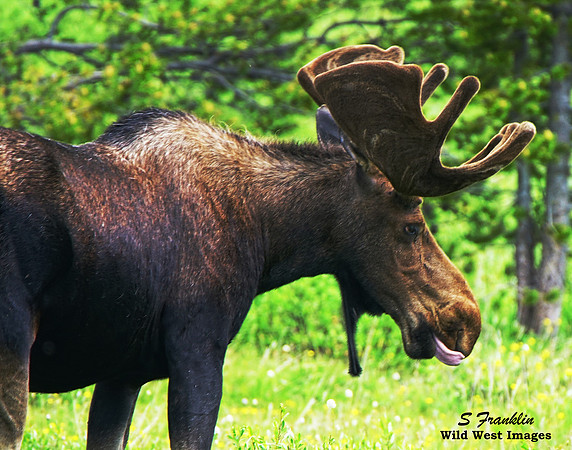 Moose 6