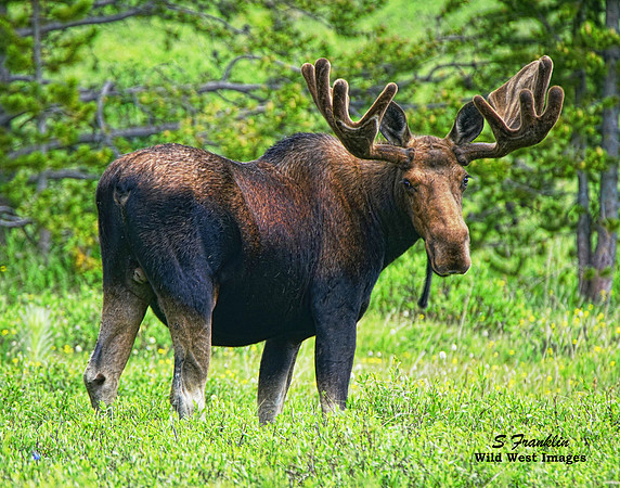 Moose 4