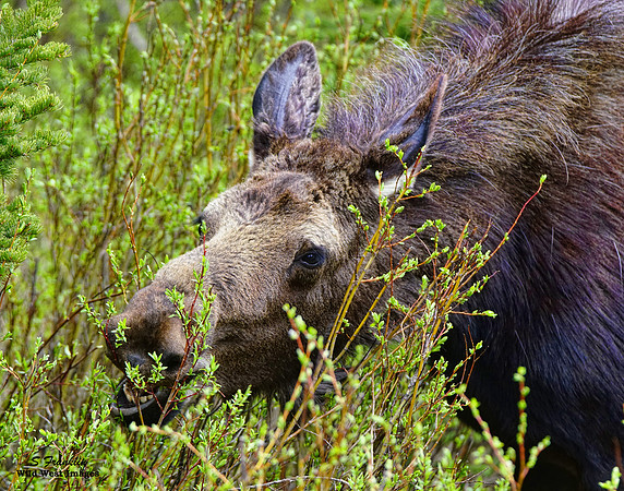 Moose 5