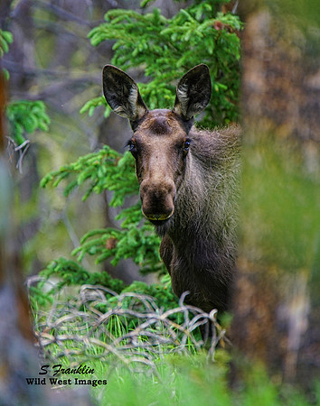 Moose 2