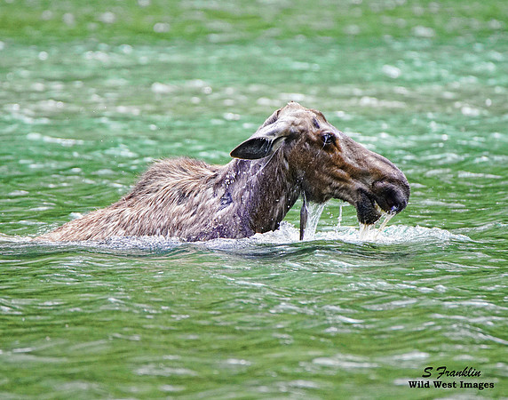 Moose 1
